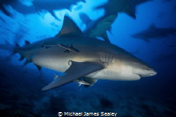 A Carcharhinus leucas in motion at Fiji's famous Shark Dive by Michael James Sealey 